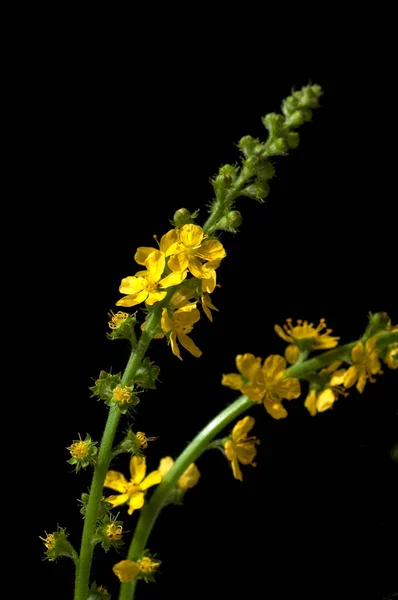 Odermenning Agrimonia Eupatoria Agrimony Bachbluete — Fotografia de Stock