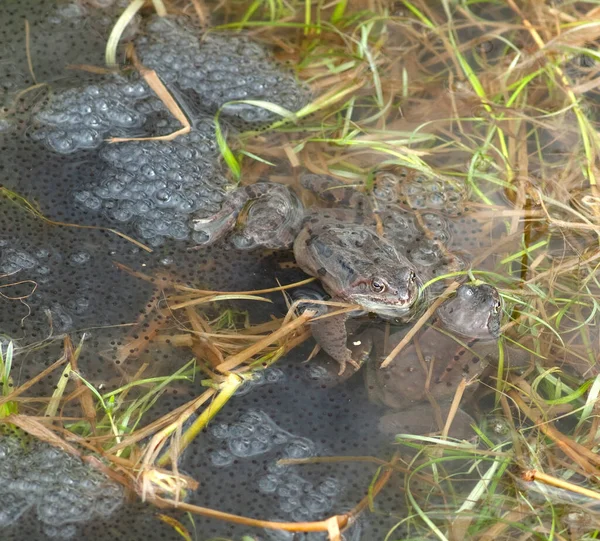 Grasfroesche Rana Temporaria Beim Laichen — Stock fotografie