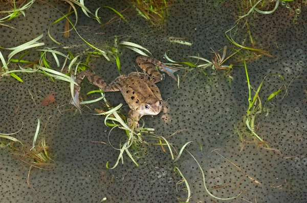 Grasfroesche Rana Temporaria Beim Laichen — Zdjęcie stockowe