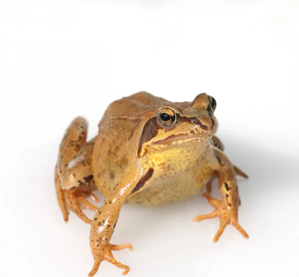 Kikker Een Witte Achtergrond — Stockfoto