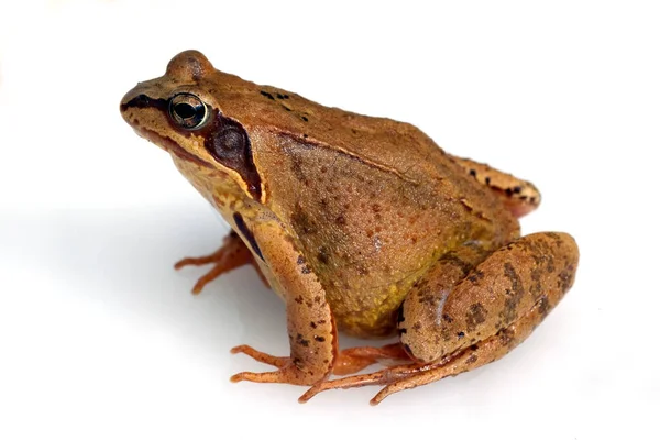 Kikker Een Witte Achtergrond — Stockfoto