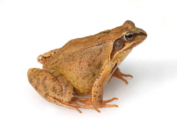 Kikker Een Witte Achtergrond — Stockfoto