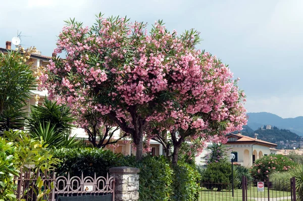 Oleander Nerium Oleander Giftpflanze Wildpflanzen — стокове фото