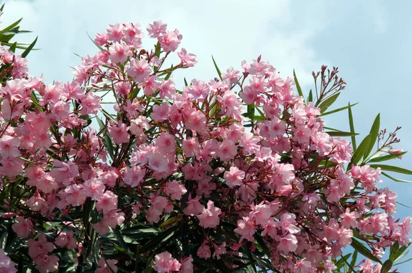 Oleander Nerium Oleander Giftpflanze Wildpflanzen — Stockfoto