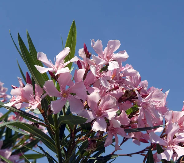 Oleander Nerium Oleander Giftpflanze — Stockfoto