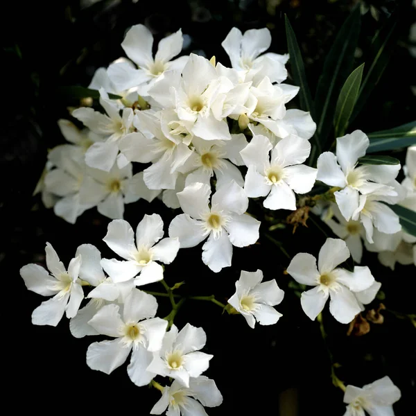 Білі Квіти Орхідей Саду — стокове фото