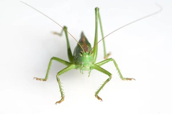 Grosses Heupferd Tettigonia Viridissima — Stock fotografie