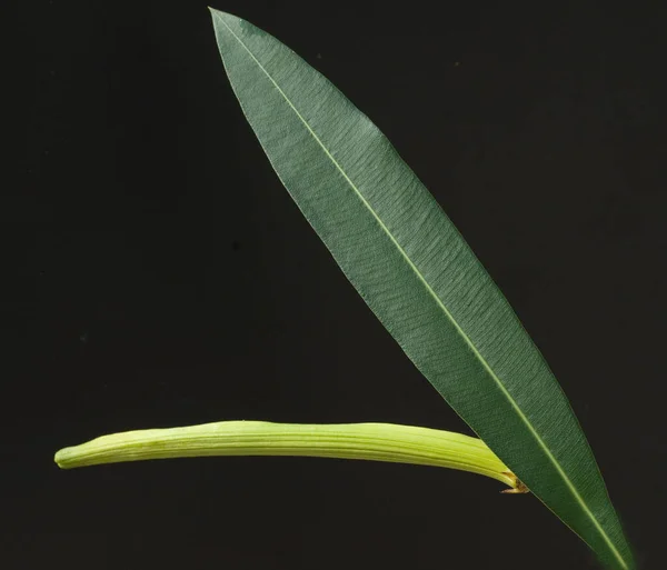 Oleander Nerium Bletter ギフトフランツ フルフト — ストック写真
