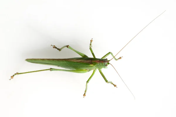 Grosses Heupferd Tettigonia Viridissima — Fotografia de Stock