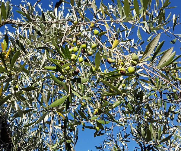 Olivenbaum Olivenbaum Olea Europaea — Stockfoto