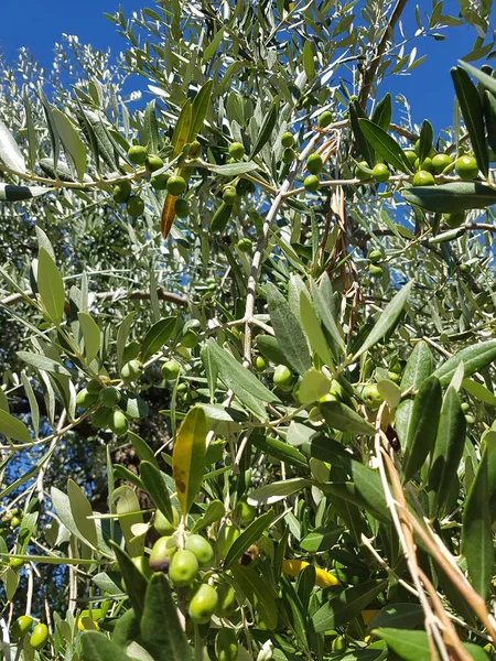 Olivenbaum Olivenbaum Olea Europaea — Stockfoto