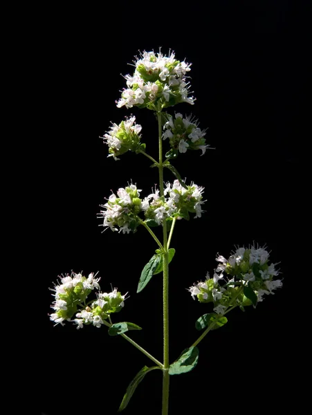 Egy Növény Fehér Virágai Fekete Alapon — Stock Fotó