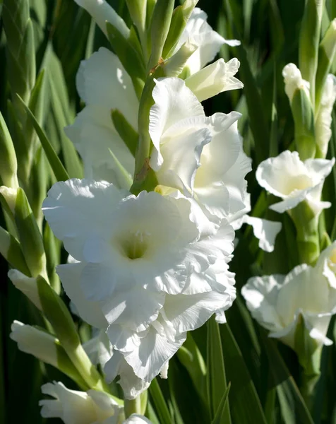 Bellissimi Tulipani Bianchi Gialli Giardino — Foto Stock