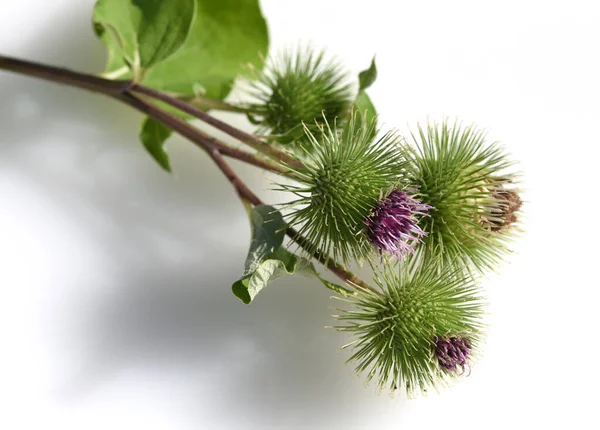 Grosse Klette Arctium Lappa Ist Eine Wichtige Heilpflanze Mit Lila — Φωτογραφία Αρχείου
