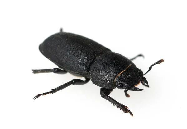 Escarabajo Negro Aislado Sobre Fondo Blanco —  Fotos de Stock