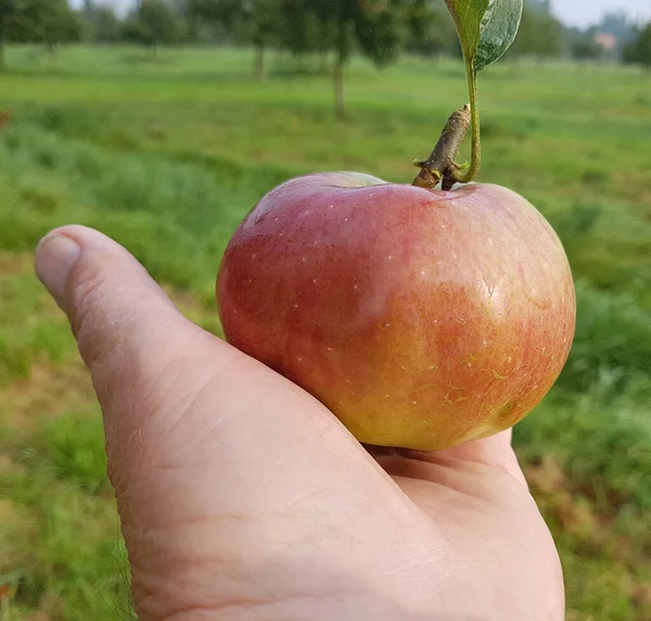 Hand Hält Einen Reifen Apfel — Stockfoto