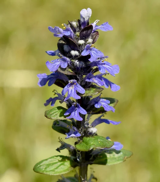Guensel Ajuga Reptans Ist Eine Wildpflanze Mit Blauen Blueten Und — Stock Fotó