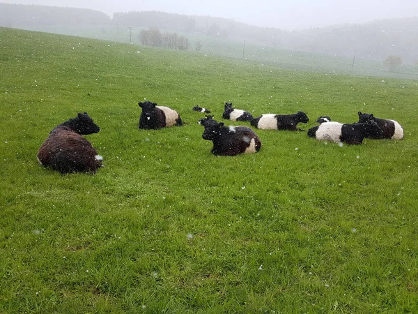 Pâturage Des Moutons Dans Prairie — Photo