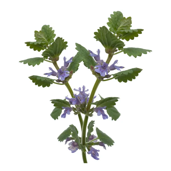 Gundelrebe Glechoma Hederacea Essbar — Foto de Stock