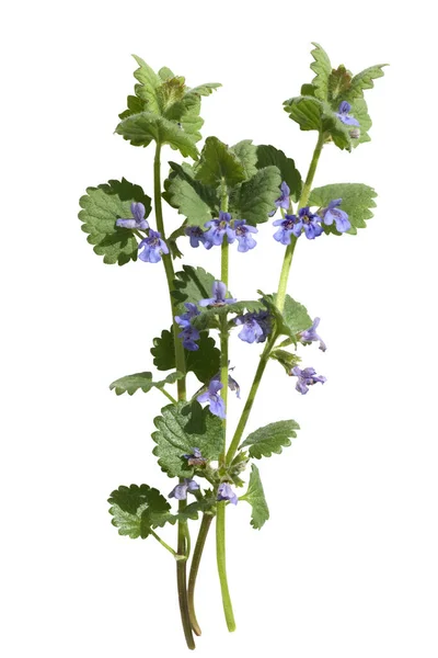 Gundelrebe Glechoma Hederacea Essbar — Foto de Stock