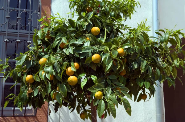 Laranjeira Com Laranjas Folhas Verdes — Fotografia de Stock