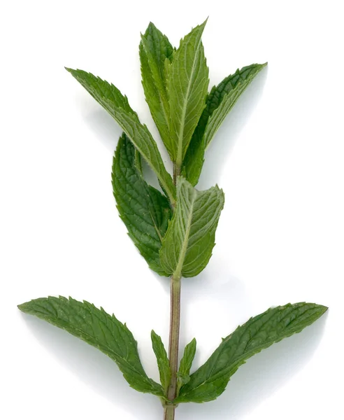 Hojas Frescas Menta Aisladas Sobre Fondo Blanco — Foto de Stock