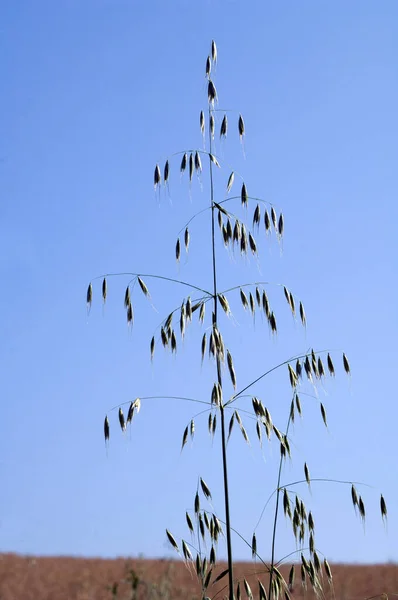 Bandada Aves Cielo — Foto de Stock