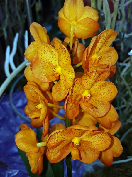 Krásná Žlutá Orchidej Květina Zahradě — Stock fotografie