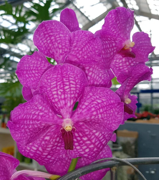 Beautiful Orchid Flower Garden — Stock Photo, Image