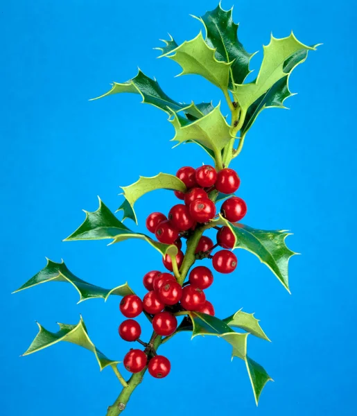 Holly Berries Blue Background — Stock Photo, Image