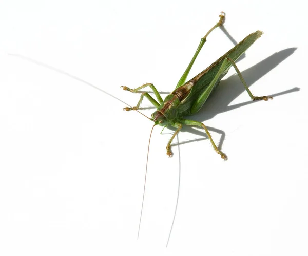 Grasshopper White Background — Stock Photo, Image