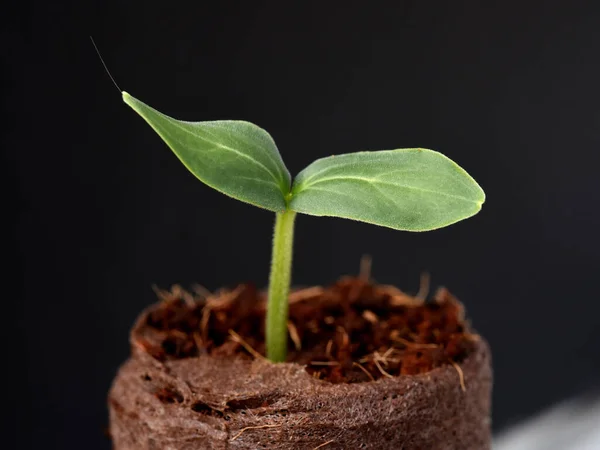 Siyah Arka Planda Bir Bitkinin Yeşil Filizi — Stok fotoğraf