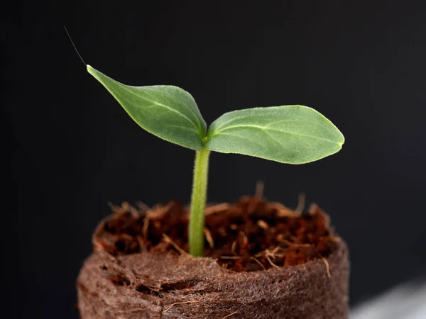 Germe Vert Une Plante Sur Fond Noir — Photo