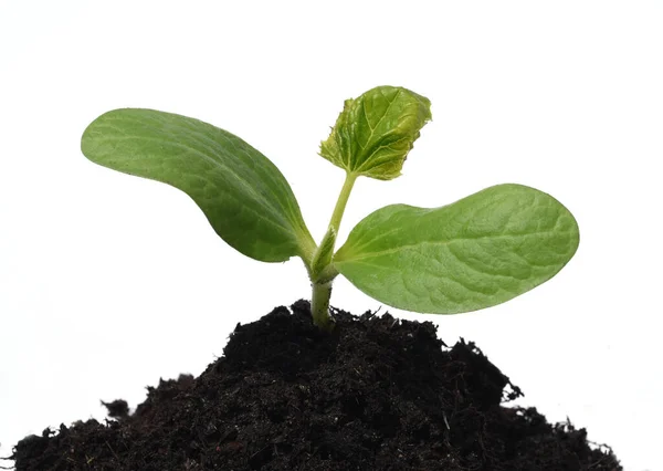 Germe Vert Plante Sur Fond Blanc — Photo