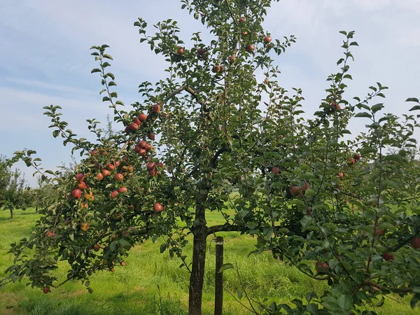 Dojrzałe Czerwone Jabłka Drzewie Ogrodzie — Zdjęcie stockowe
