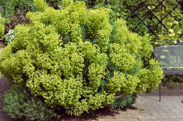 Plantas Verdes Jardim — Fotografia de Stock