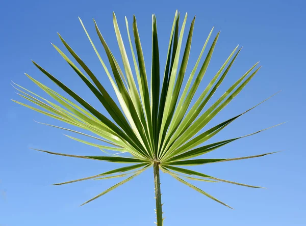 Palmu Sinisellä Taivaalla Tausta — kuvapankkivalokuva