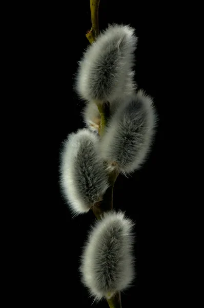 Branche Saule Avec Des Fleurs Blanches Sur Fond Noir — Photo