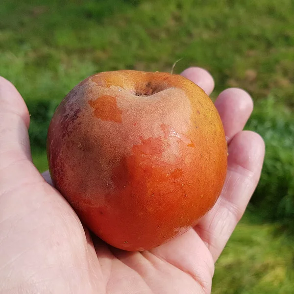 Hadelner Rotfranche Apfel Malus Domestica Alte Apfelsorten — Stockfoto