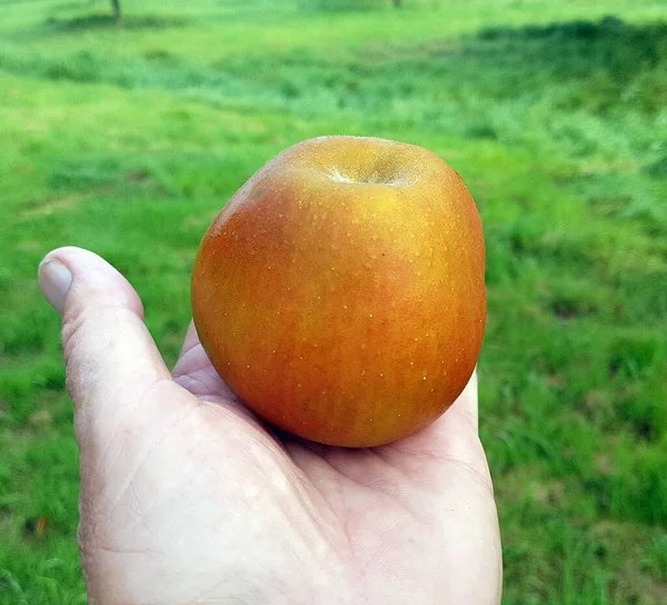 Hadelner Rotfranche Apfel Malus Domestica Alte Apfelsorten — Stockfoto