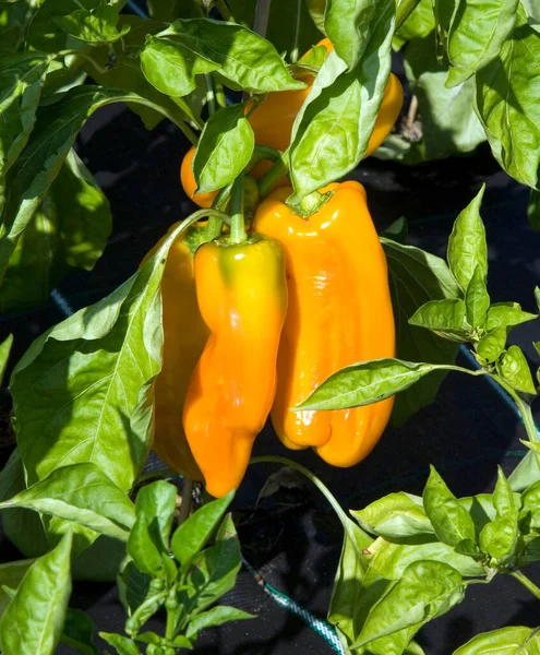 Paprika Capsicum Annuum Orange — Stockfoto