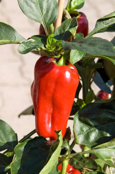 Paprika Capsicum Annuum Rote — Photo