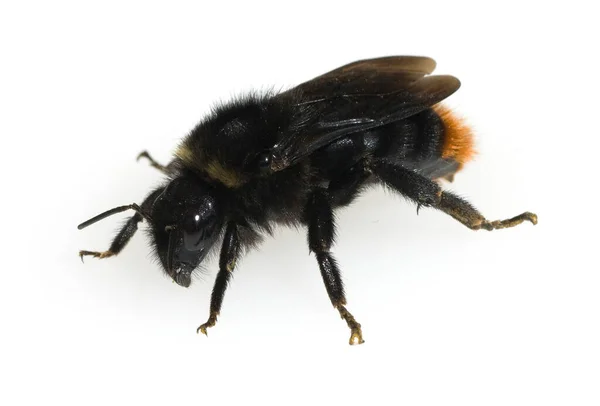 Mouche Noire Isolée Sur Fond Blanc — Photo