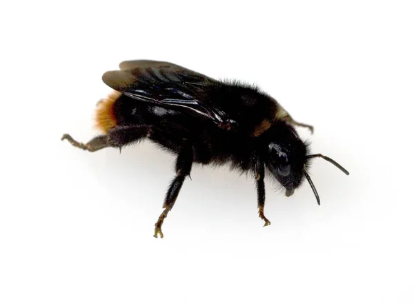 Detailní Záběr Včely Bílém Pozadí — Stock fotografie