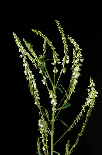 Steinklee Melilotus Officinalis Heilpflanzen — Stock Fotó