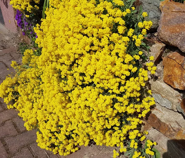 Steinkraut Ist Eine Wild Und Garten Wachsende Blume Mit Gelben — Foto de Stock