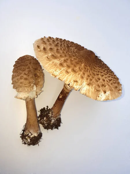 Close White Brown Mushroom — Stock Photo, Image