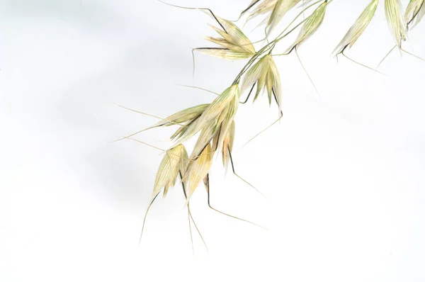 Hafer Avena Sativa Haferkorn — Fotografia de Stock