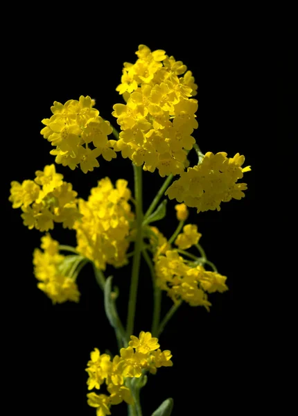 Žluté Květy Černém Pozadí — Stock fotografie