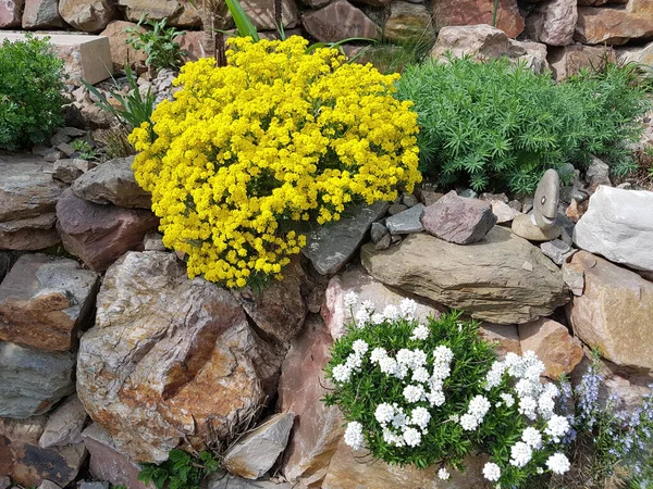 Steinkraut Trockenmauer Kreuzbluetler Golden Alyssum Saxatile — Foto Stock